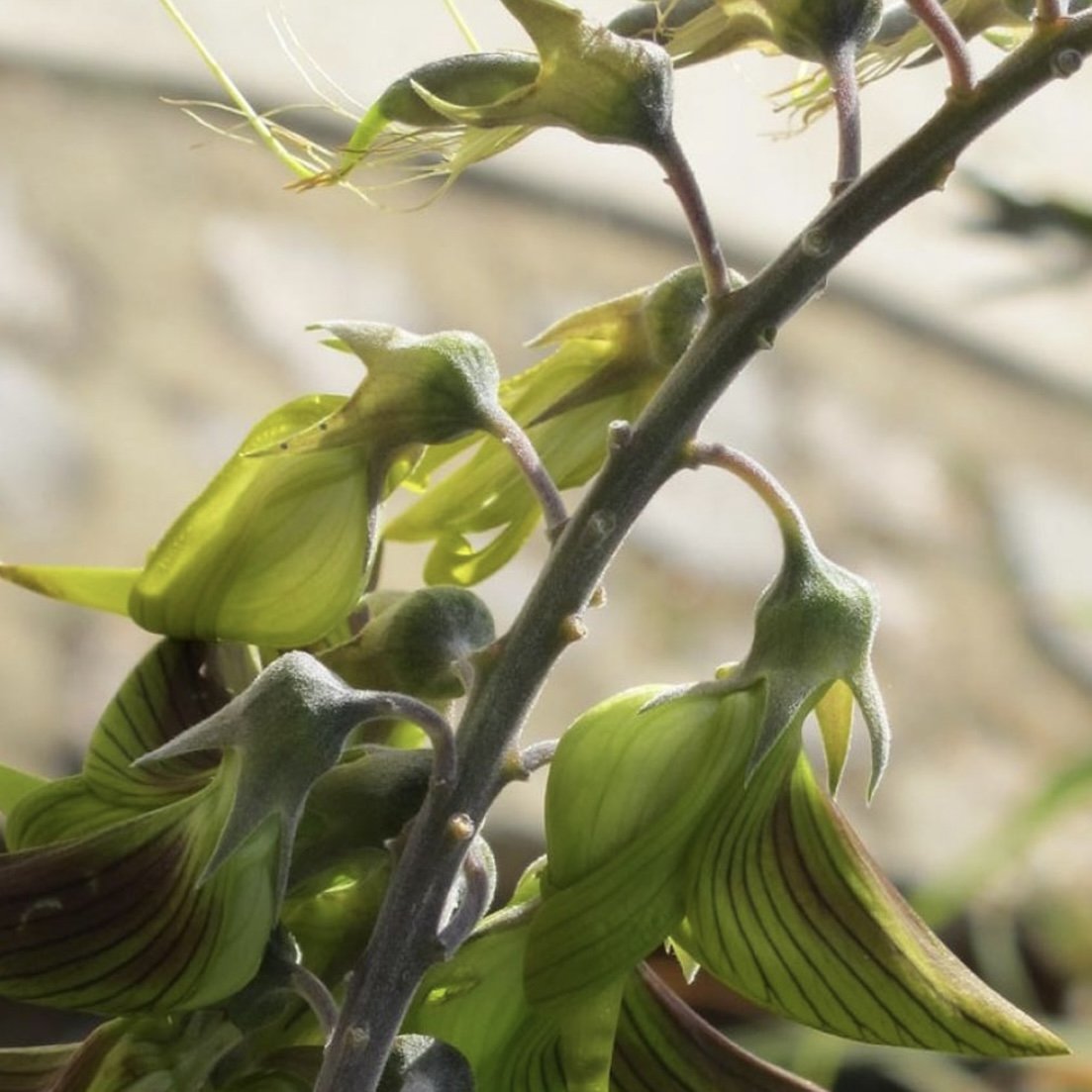 Il fiore a forma di colibrì