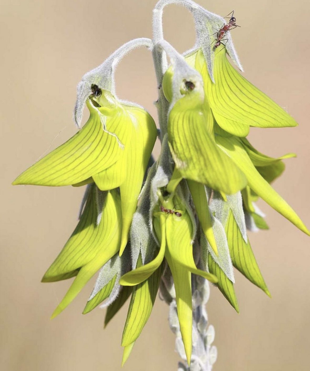 Il fiore a forma di colibrì